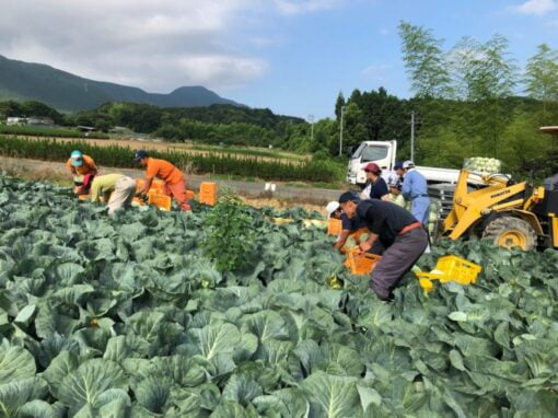 Đơn hàng nông trại - Nông nghiệp dành cho các bạn nữ